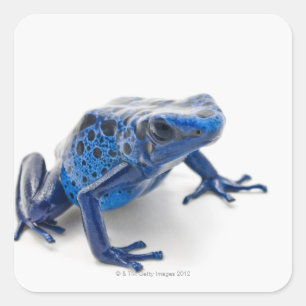 Blauer Gift-Pfeil-Frosch (Dendrobates Tinctorius) Quadratischer Aufkleber