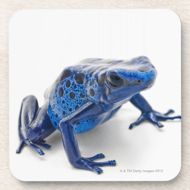 Blauer Gift-Pfeil-Frosch (Dendrobates Tinctorius) Untersetzer (Vorderseite)