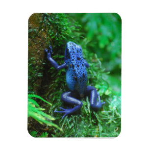Blauer Gift-Pfeil-Frosch Magnet
