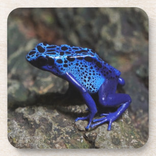 Blauer Giftfrösch, Hellblauer Frosch Getränkeuntersetzer