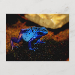 Blauer Giftfrosch Postkarte