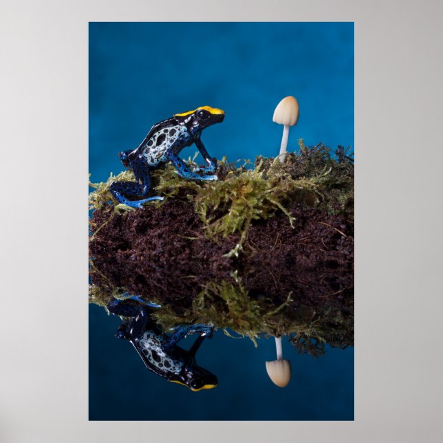 Blauer Giftfrosch und Pilz Poster (Vorne)