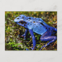 Blauer giftiger Frosch