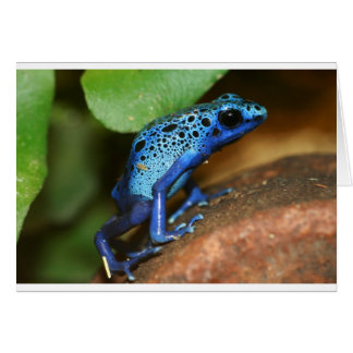 Blauer Giftpfeiffrosch