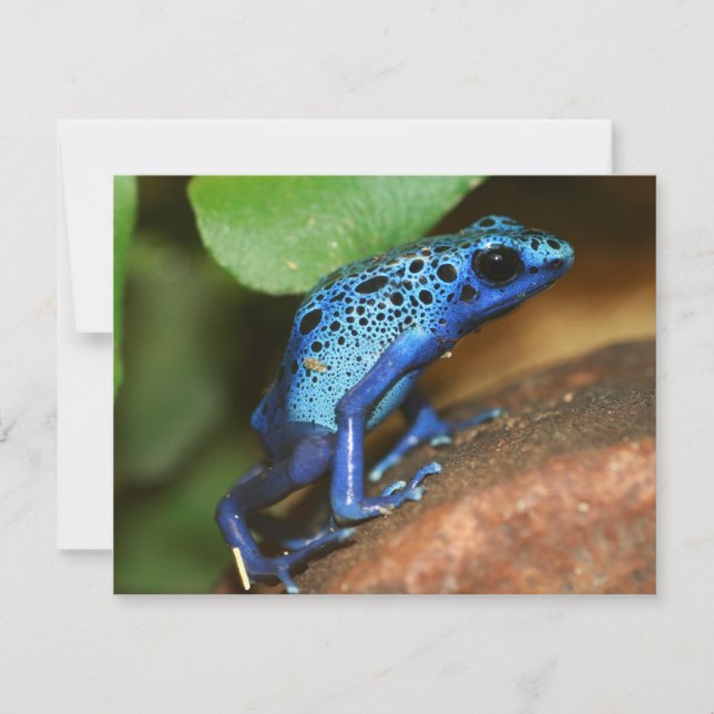 Blauer Giftpfeiffrosch (Vorderseite)