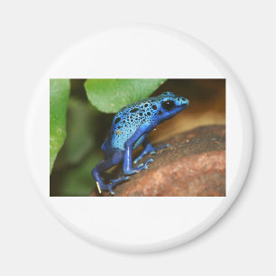 blauer Giftpfeilfrosch Magnet