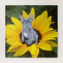 Blauer Grauer Bulldog Welpe und Sonnenblume