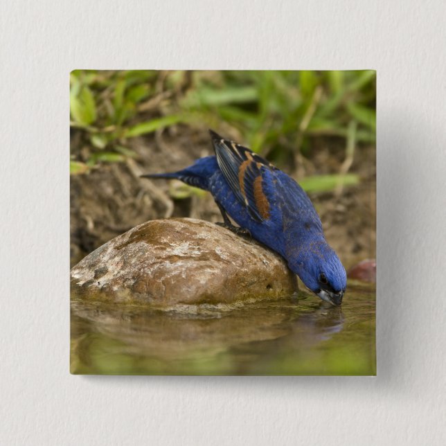 Blauer Grosbeak, der im Hinterhofteich trinkt, Button (Vorderseite)
