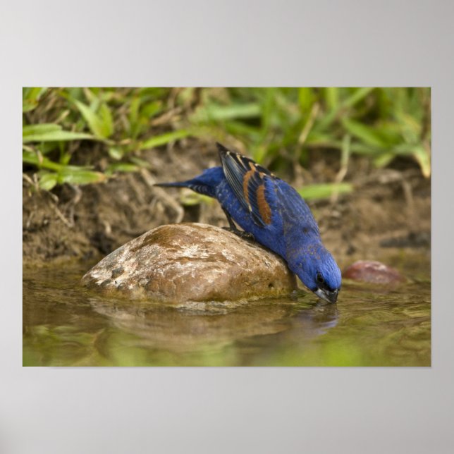 Blauer Grosbeak, der im Hinterhofteich trinkt, Poster (Vorne)