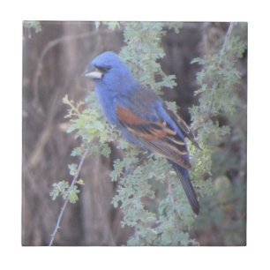 Blauer Grosbeak Fliese