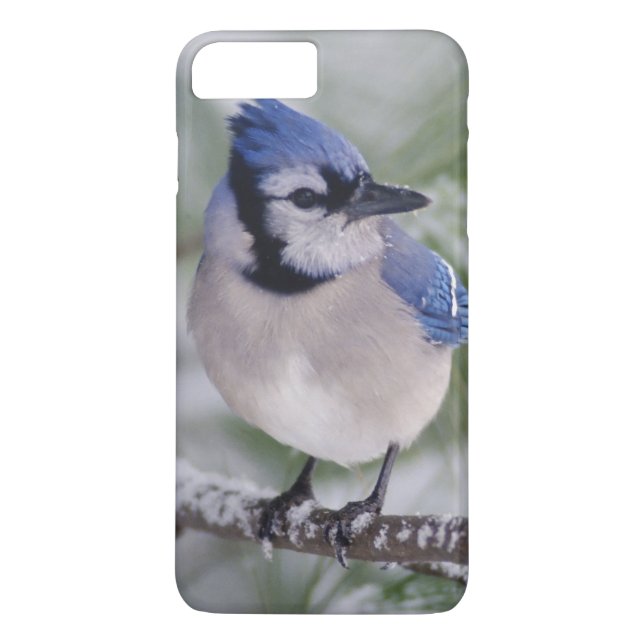 Blauer Häher, Cyanocitta cristata Case-Mate iPhone Hülle (Rückseite)