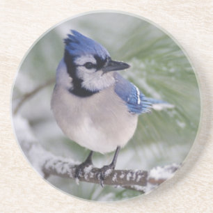 Blauer Häher, Cyanocitta cristata Sandstein Untersetzer