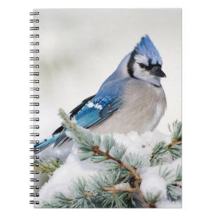 Blauer Häher in Blauer Atlas-Zeder Notizblock