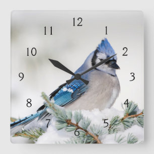 Blauer Häher in Blauer Atlas-Zeder Quadratische Wanduhr