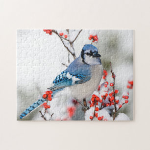 Blauer Häher in Gewöhnlicher Winterbeere