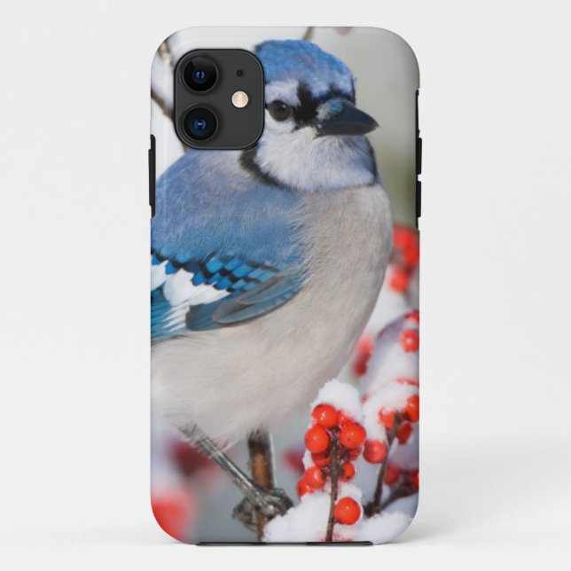Blauer Häher in Gewöhnlicher Winterbeere Case-Mate iPhone Hülle (Rückseite)