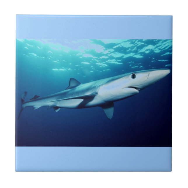 Blauer Haifisch Fliese (Vorderseite)