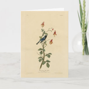 Blauer Halbblauer, Audubon Birds Amerika Karte