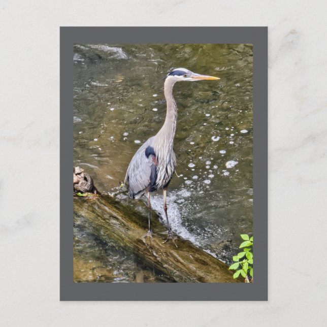 Blauer Held Postkarte (Vorderseite)
