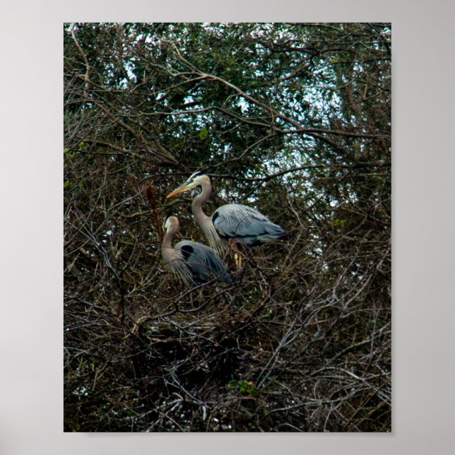 Blauer Heron Familie Birds Nest Bäume Florida Poster (Vorne)