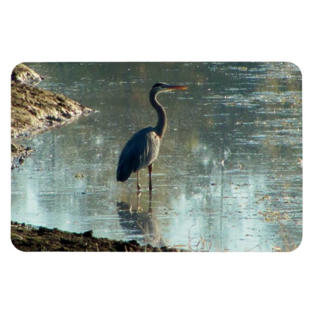 Blauer Heron in Wetland Magnet (Horizontal)