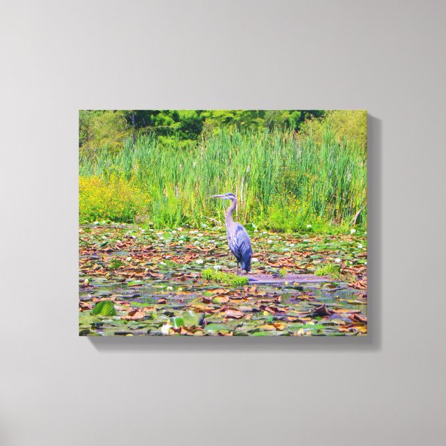 Blauer Heron, Seerosen, hübscher Wildvogel, Natur Leinwanddruck (Vorderseite)