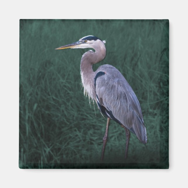 Blauer Heron Stehend im Grass Magnet (Vorne)