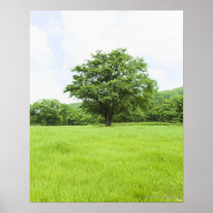 Blauer Himmel und Grasfeld Poster