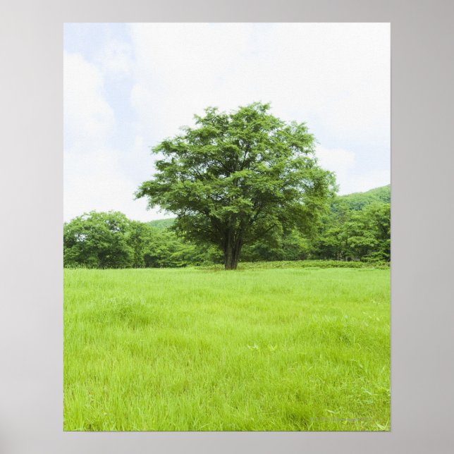 Blauer Himmel und Grasfeld Poster (Vorne)