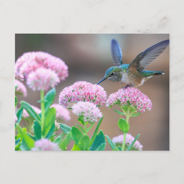 Blauer Hummingvogel Postkarte (Vorderseite)