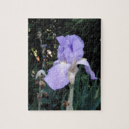 Blauer Iris