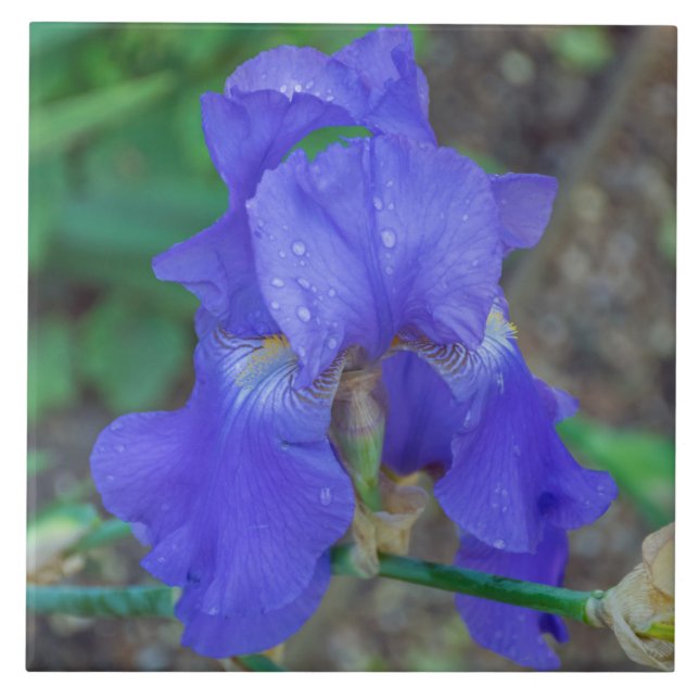 Blauer Iris-Keramik Fliese (Vorderseite)