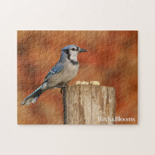 Blauer Jay