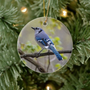 Blauer Jay Keramik Ornament