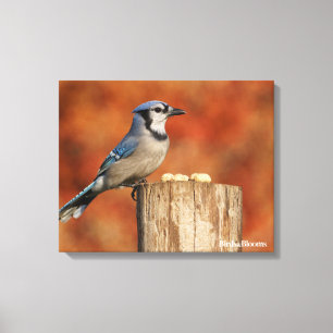 Blauer Jay Leinwanddruck