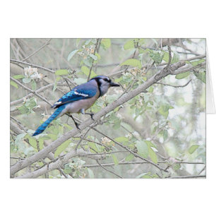 Blauer Jay-Singvogel