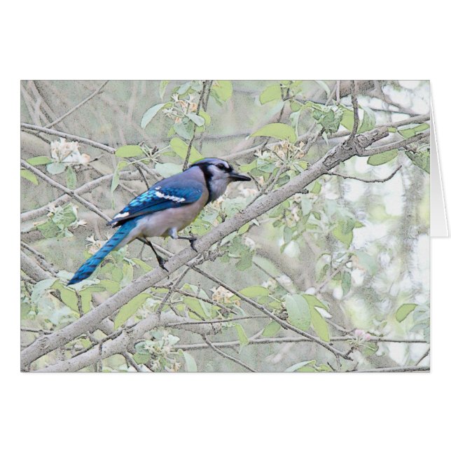 Blauer Jay-Singvogel (Vorderseite (Horizontal))