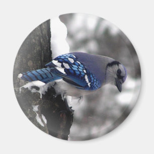 Blauer Jay-Vogel Magnet