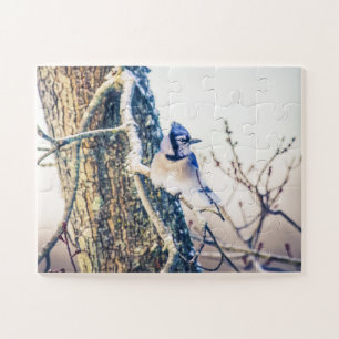 Blauer Jay-Vogel-Oversifikation