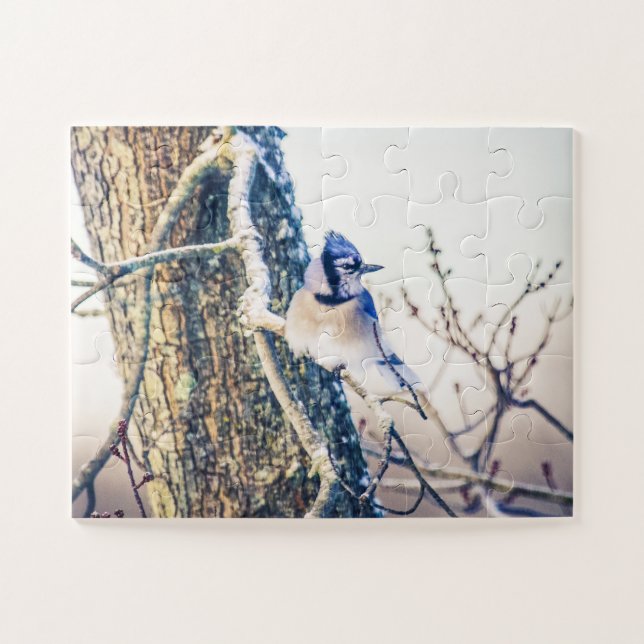 Blauer Jay-Vogel-Oversifikation (Horizontal)
