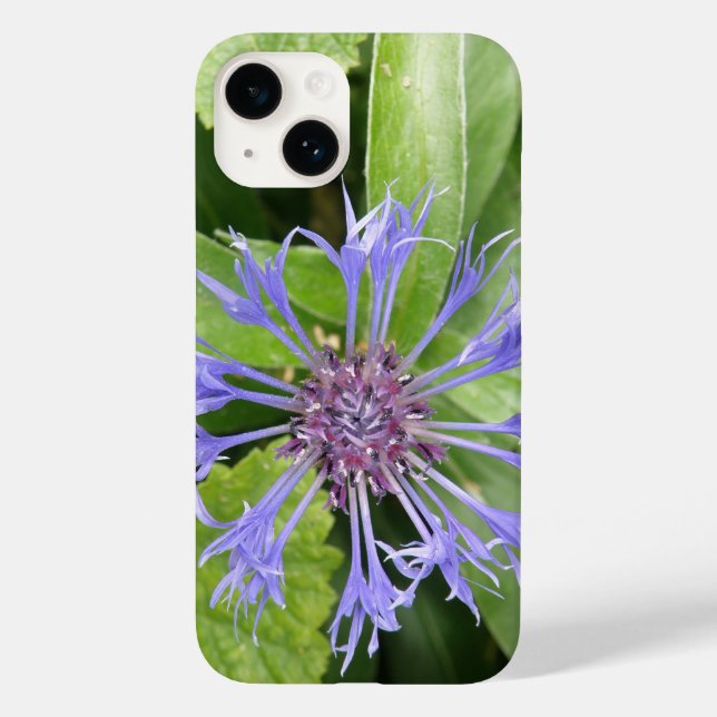 Blauer Kornblume Case-Mate iPhone 14 Hülle (Rückseite)
