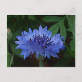 Blauer Kornblume Postkarte