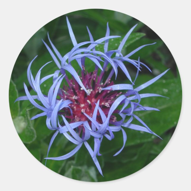 Blauer Kornblume Runder Aufkleber (Vorderseite)