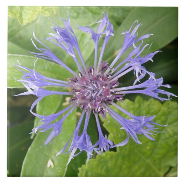 Blauer Kornblume Tile Fliese (Vorderseite)