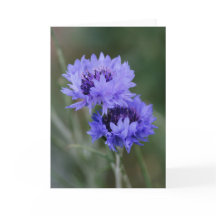 Blauer Kornblumen