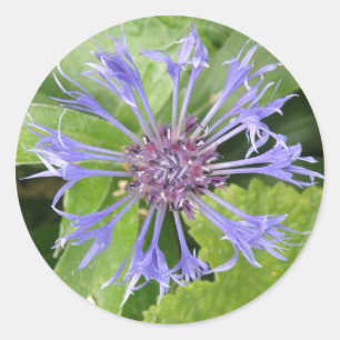 Blauer Kornblumensticker Runder Aufkleber