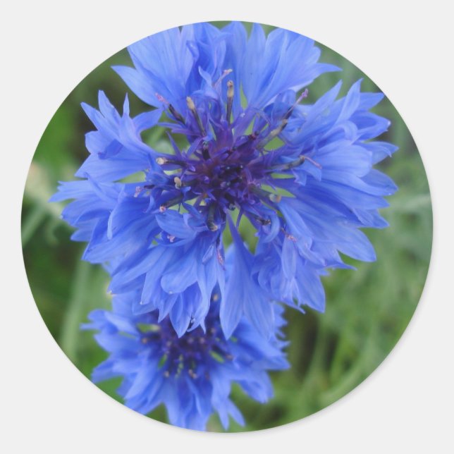 Blauer Kornblumensticker Runder Aufkleber (Vorderseite)