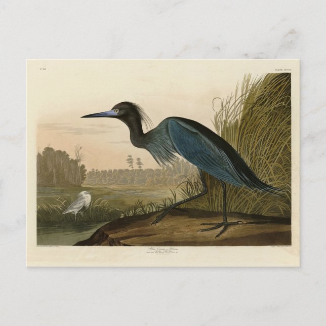Blauer Kranich, Heron, von Audubons Vögeln von Ame Postkarte (Vorderseite)
