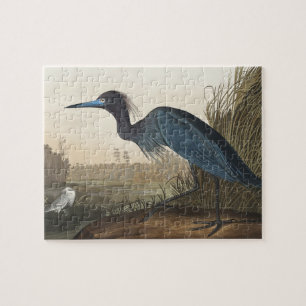 Blauer Kranich oder Heron von Vögeln Amerikas