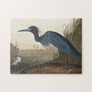 Blauer Kranich oder Heron von Vögeln Amerikas